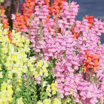 Snapdragon Seeds (Free Pot Mixture 100 gm)